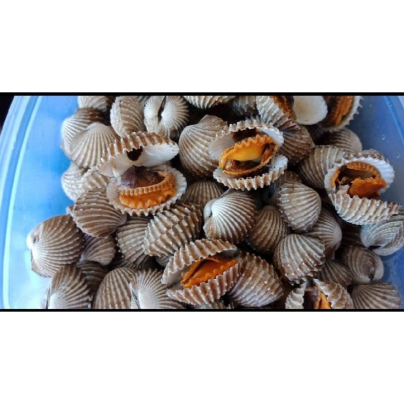 

Kerang Dara 1 Kilo