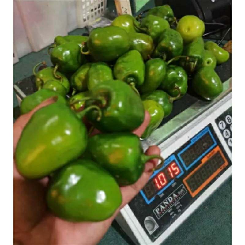 

cabe Gendot bandung 1 kg