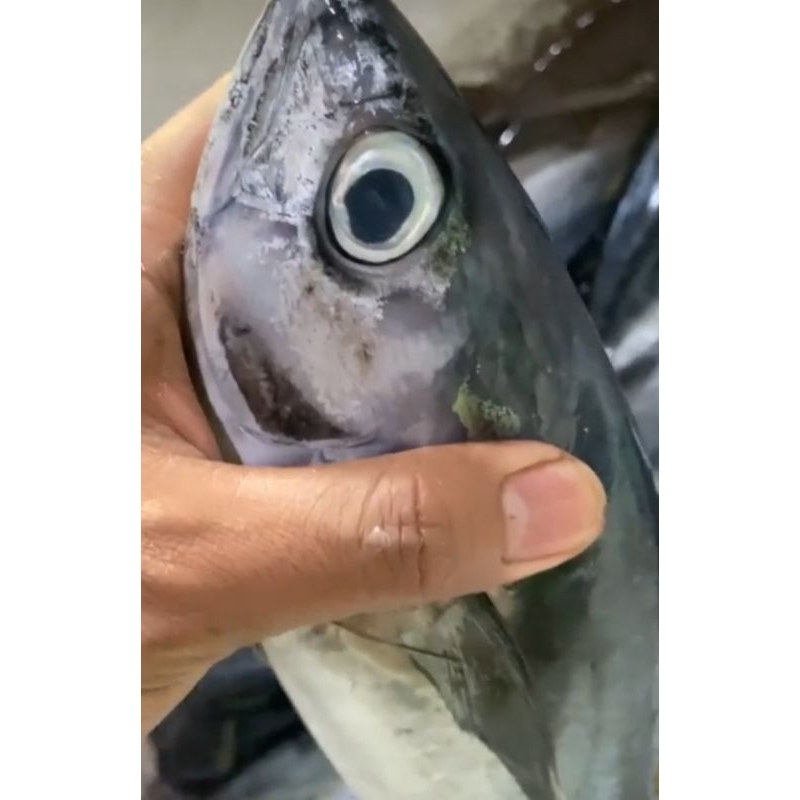 

Tuna Bali 48.000 /kg