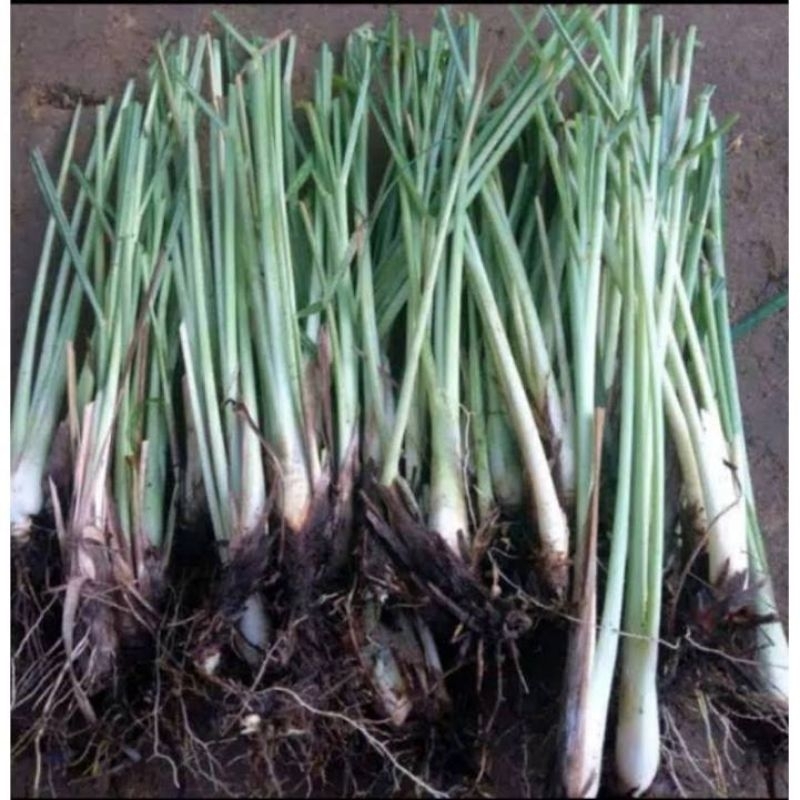 

sereh bumbu dapur / bahan minuman penghangat tubuh