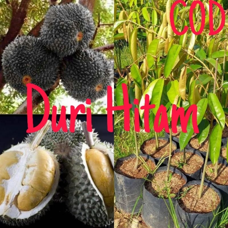Durian Duri Hitam Okulasi