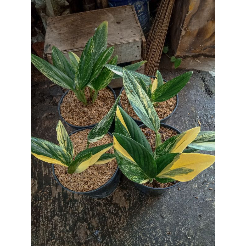 standlyana Yellow Variegata