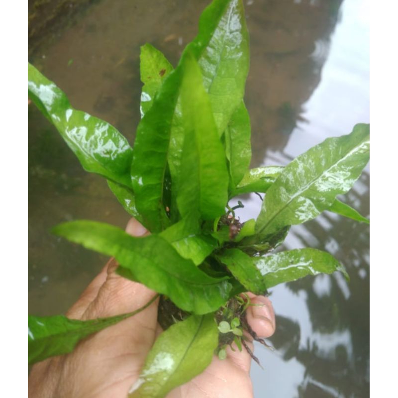 tanaman 45 daun / 45 udang hias 3 warna