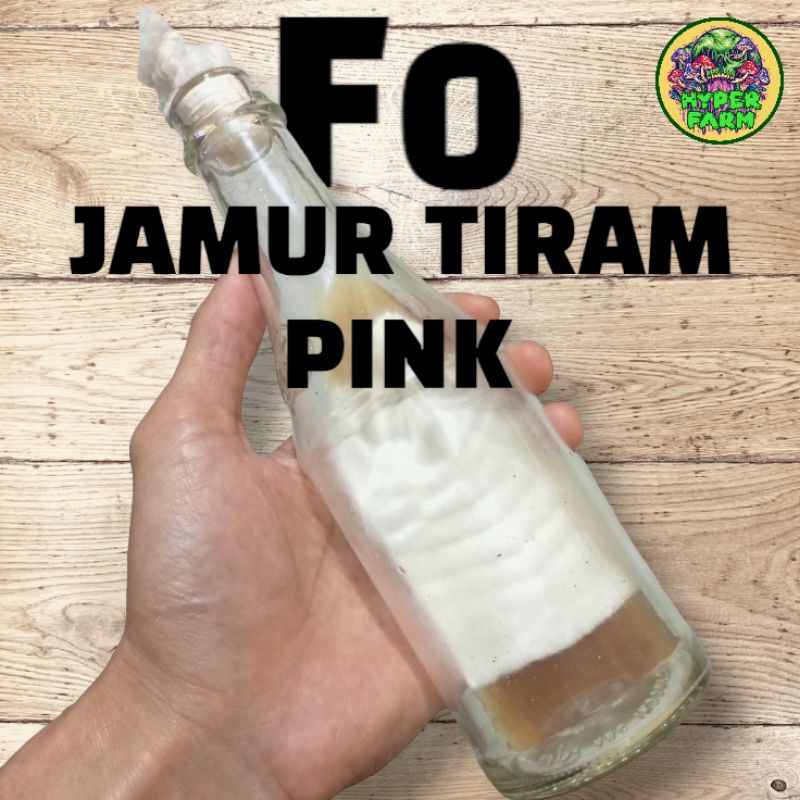 Bibit jamur tiram pink F0