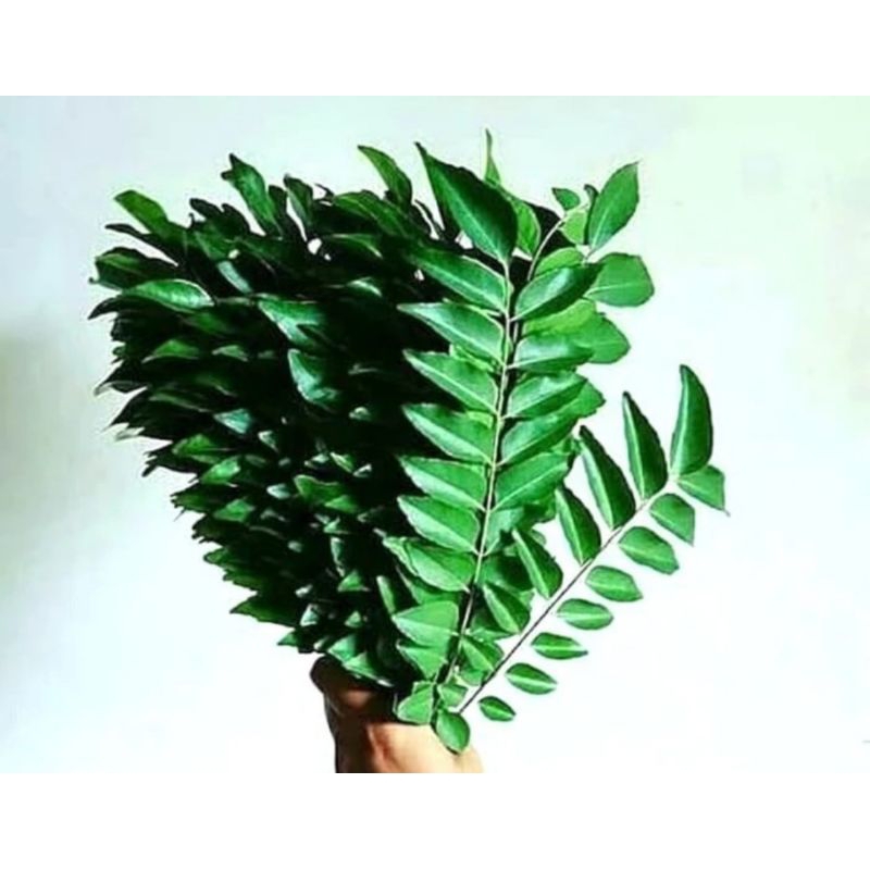 

Daun Kari Fresh