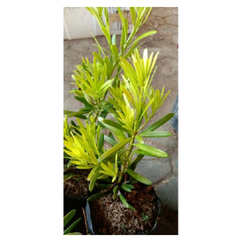 lohansung lidah burung