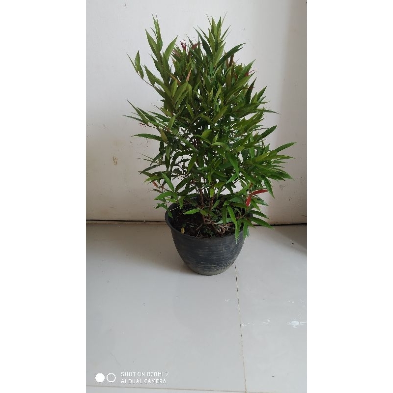 Tanaman hias pucuk merah+pot