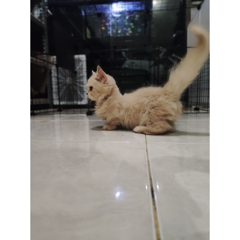 Munchkin