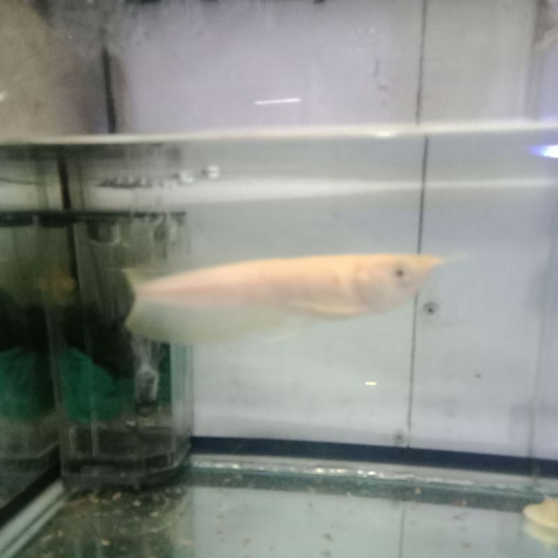 ikan arwana silver albino siz15cm