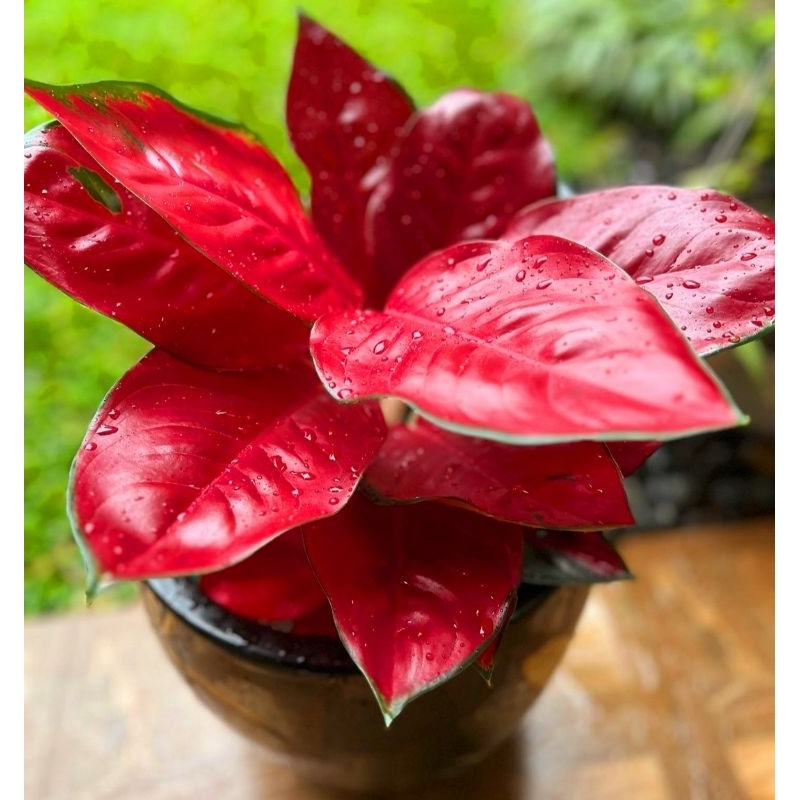 Tanaman Hias Aglonema Suksom Jaipong Merah / Aglaonema suksom merah merona/ Tanaman hias mini/ Bunga