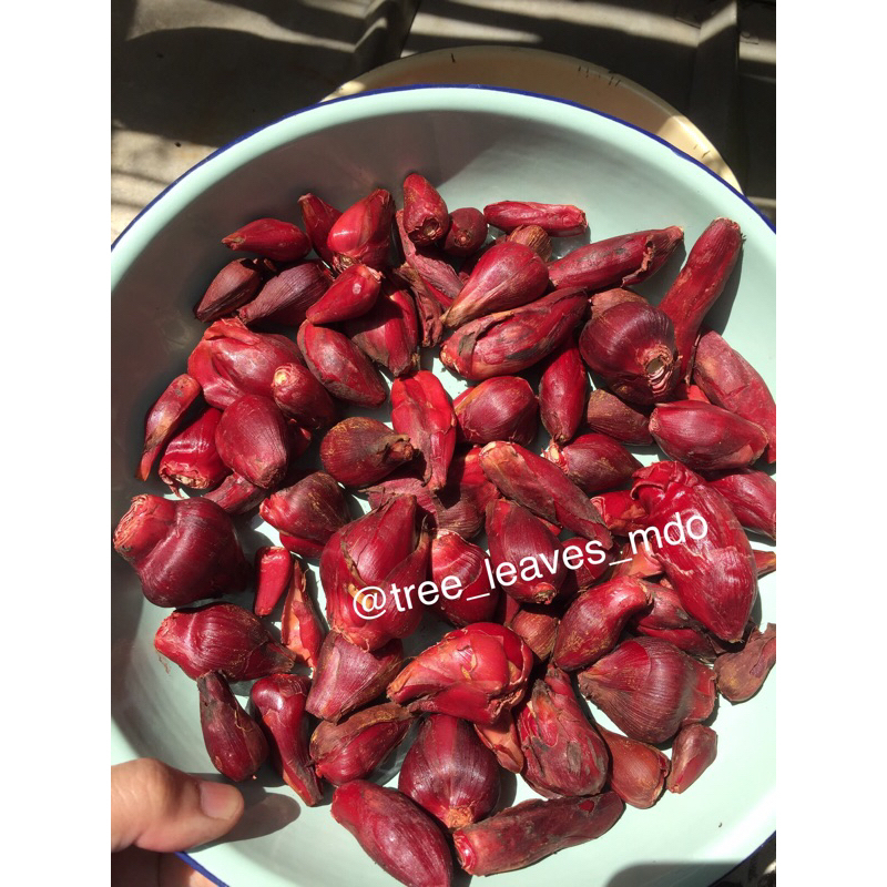 

bawang dayak obat herbal