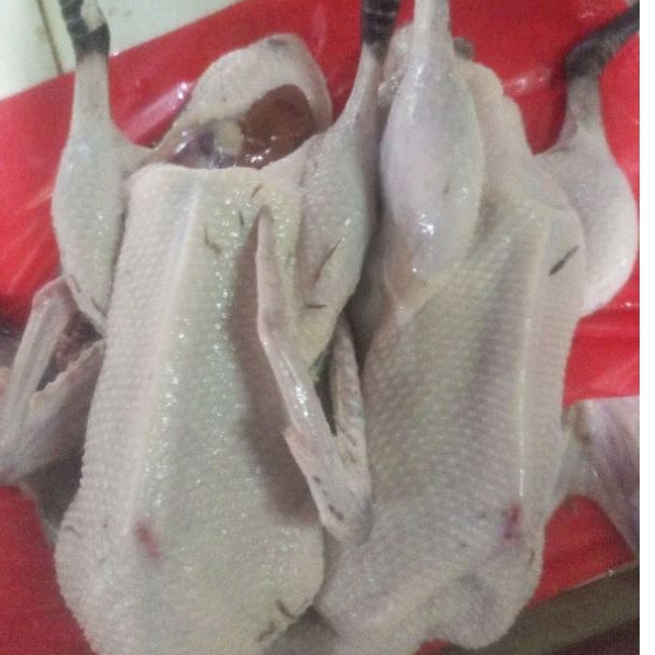 

bebek lokal 1.3 kg( hidupnya)