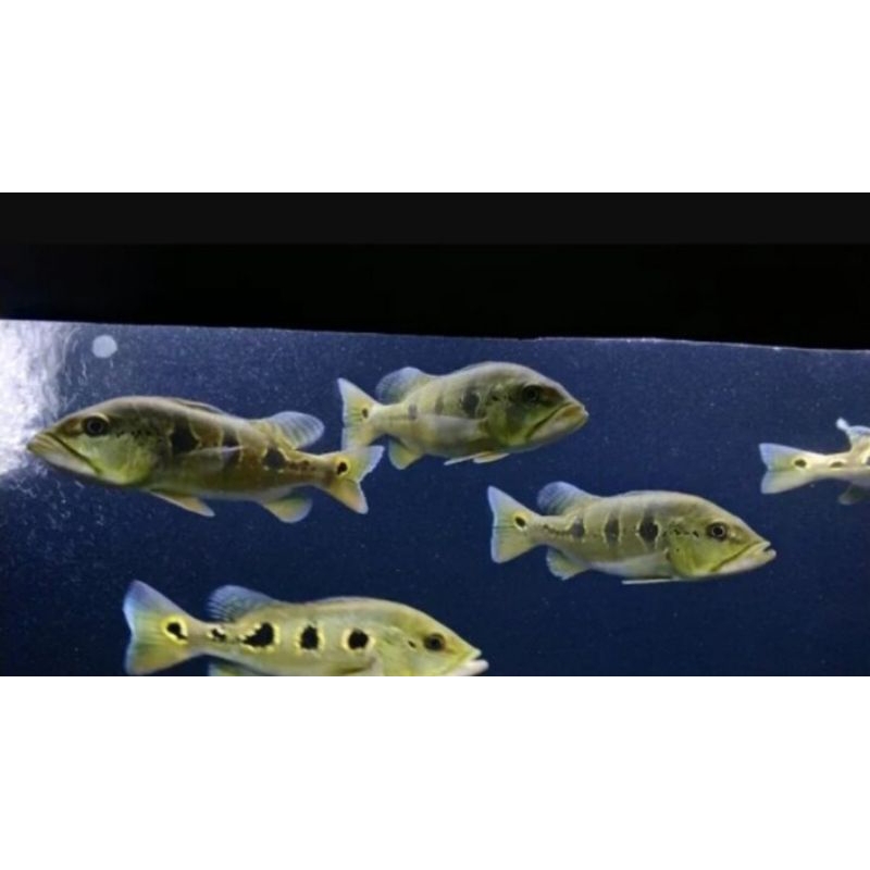 hiasan aquarium / peacock orinoco bass - aquarium