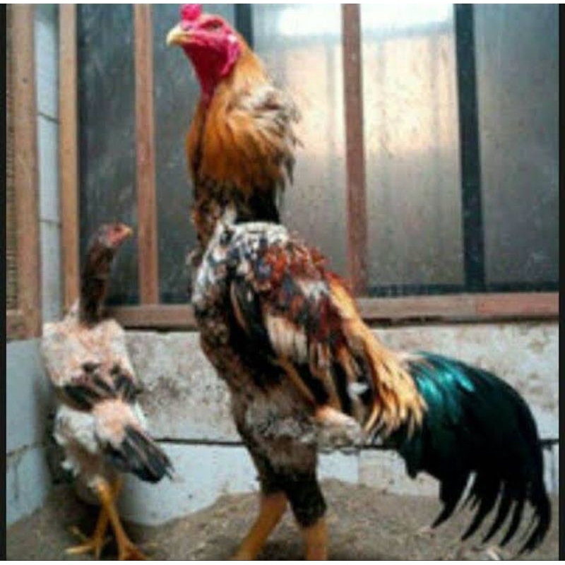 

telur ayam pakhoy untuk di tetaskan