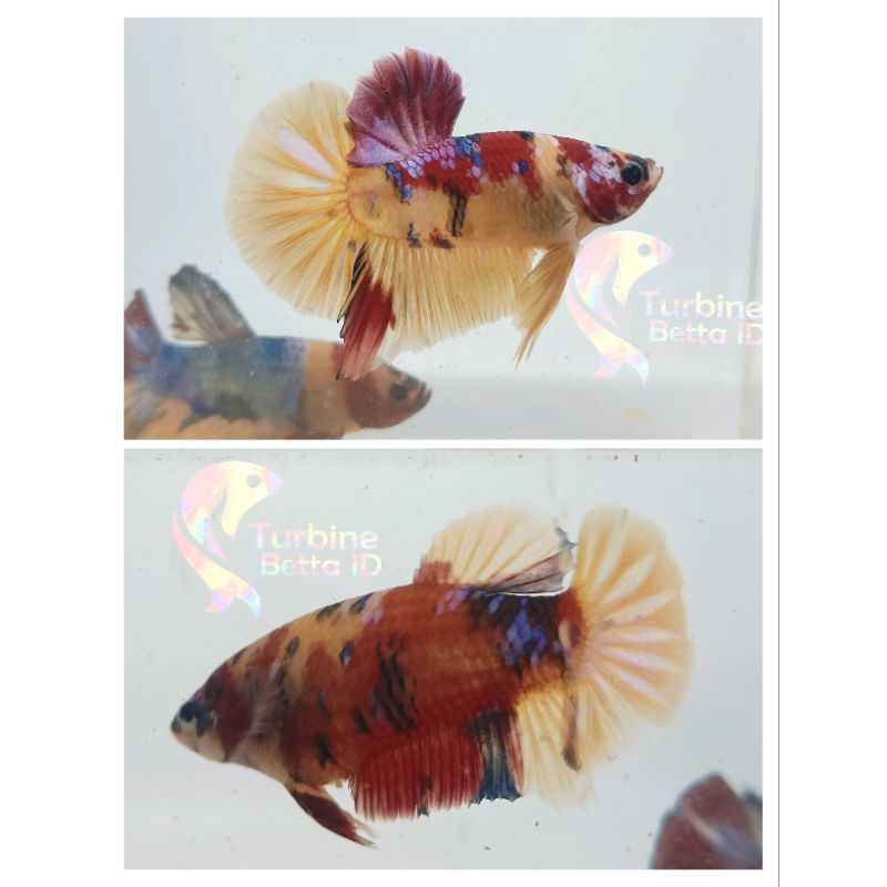 1 pair multicolour yellow base