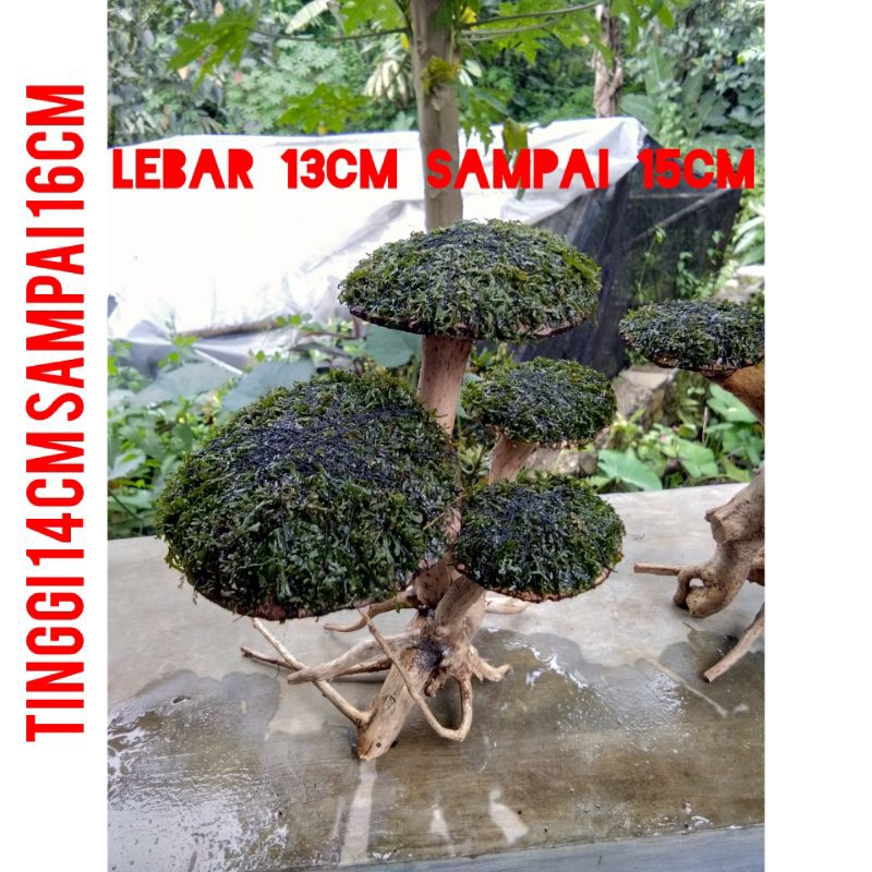 bonsai jamur+MOS pelia - aquascape keren