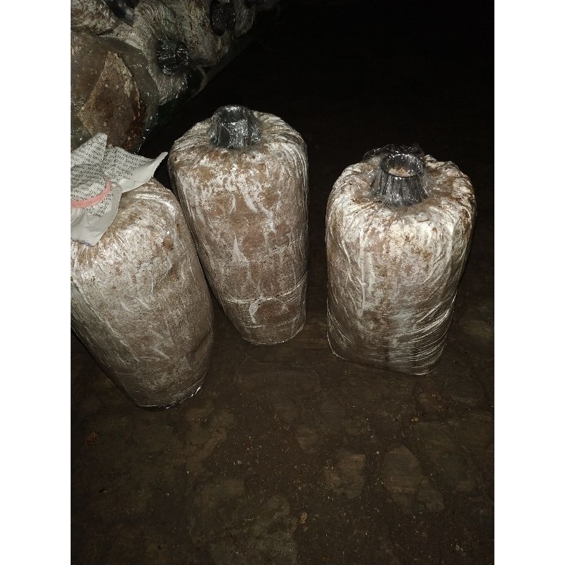 

Baglog Jamur tiram