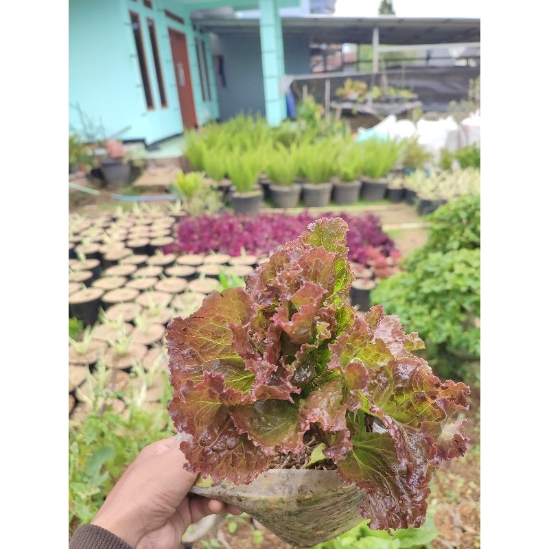 tanaman selada merah/bibit tanaman selada merah