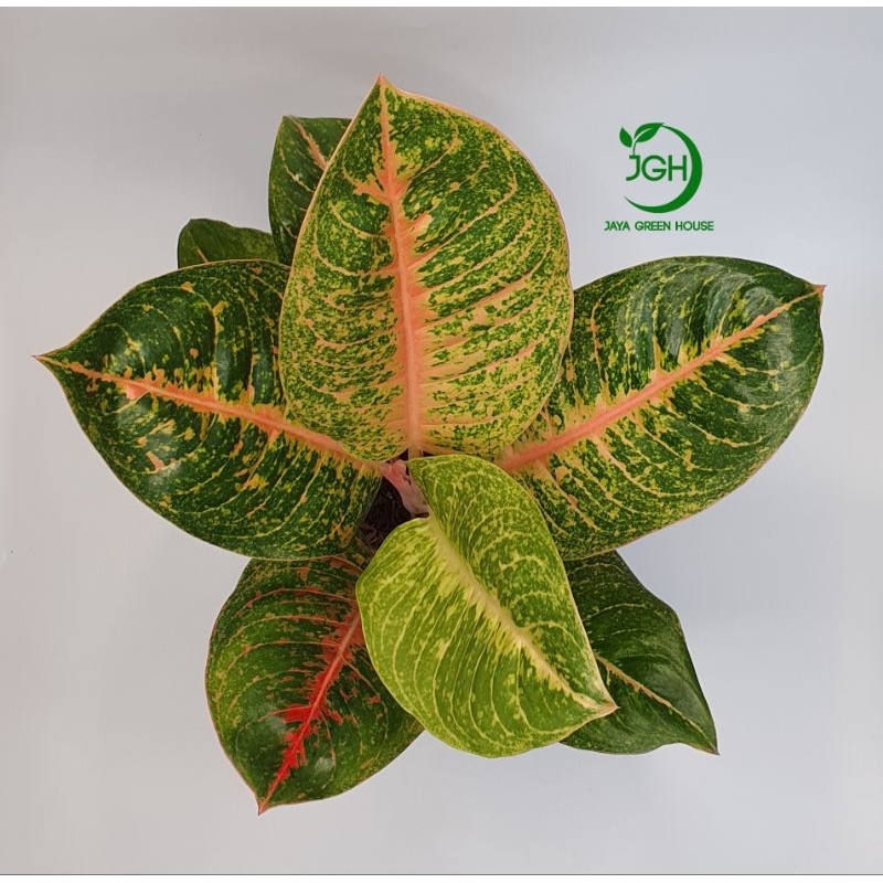 Tanaman Aglaonema Harlequeen