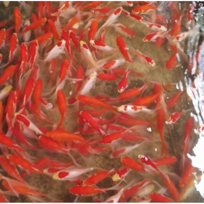 ikan Mas Komet Slayer