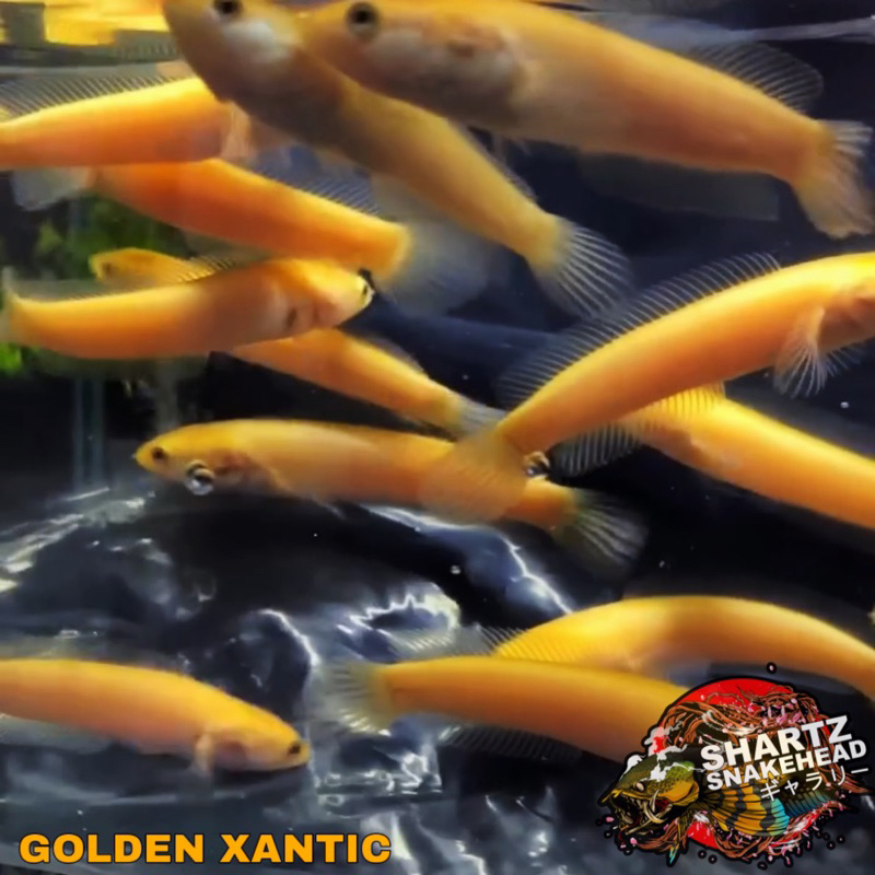 GOLDEN XANTIC LIMBATA