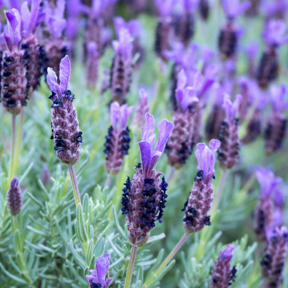 Benih Bibit Biji - Bunga Lavender French Blue Fragrance Medical Herb Flower Seeds - IMPORT