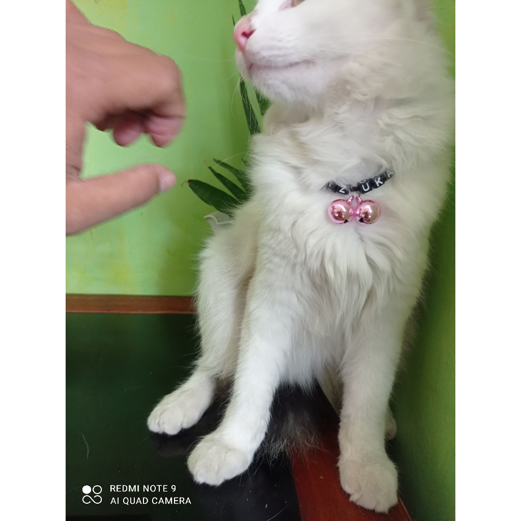 KALUNG KUCING NAMA / POLOS TEBAL 2 MM FREE LONCENG 2 PCS (LONCENG 14 MM) KALUNG KUCING ANJING MUSANG