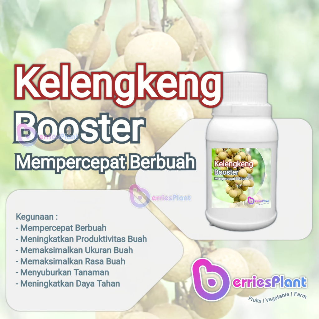 Booster Kelengkeng SUPER | Mempercepat Berbuah | Perangsang Bunga  |  Perangsang Buah | Cepat Berbua