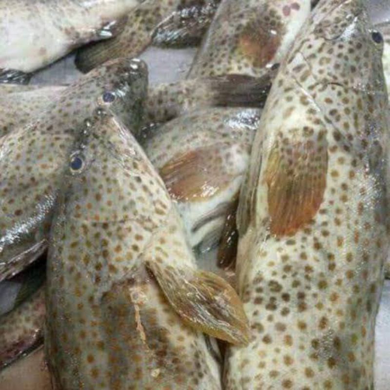 

Ikan Kerapu Balong Segar 1kg