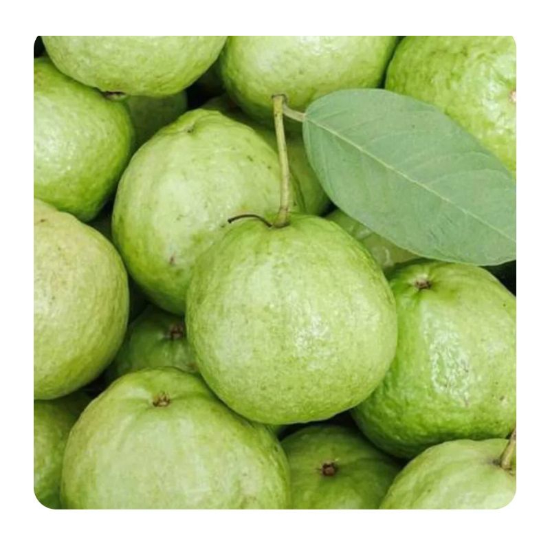 

jambu bijih klutuk500gr