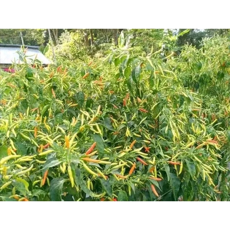 benih cabe jarum super 6 bonus 2