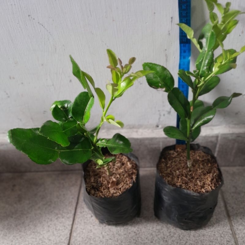 Bibit  Tanaman Jeruk Purut,Harga per Polibag