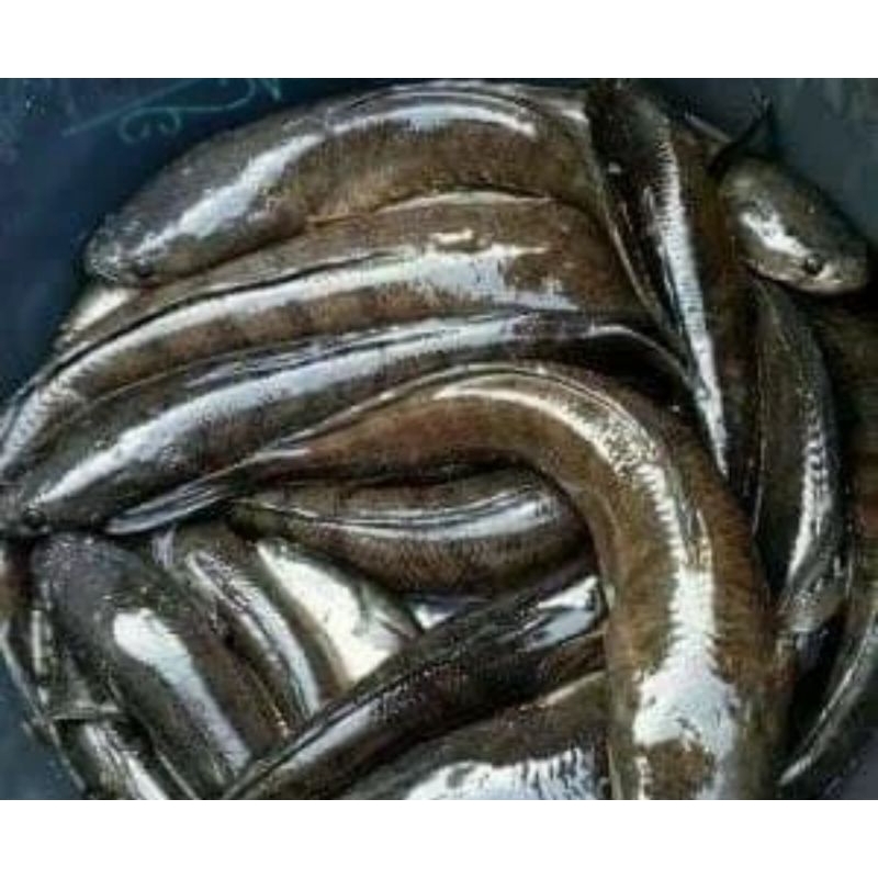 

ikan gabus segar 1kg