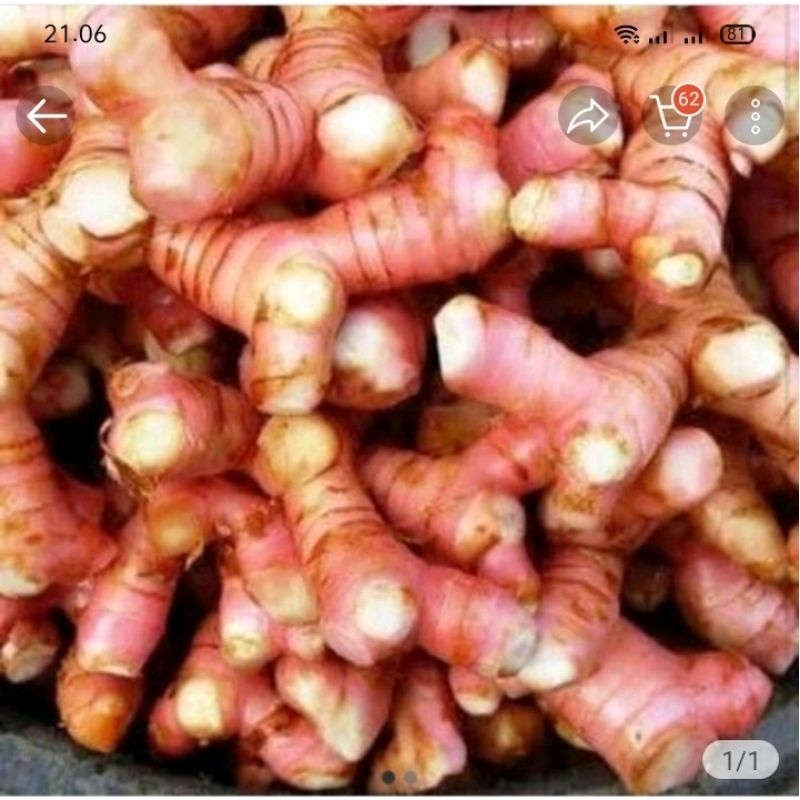 

Laos/lengkuas bumbu dapur