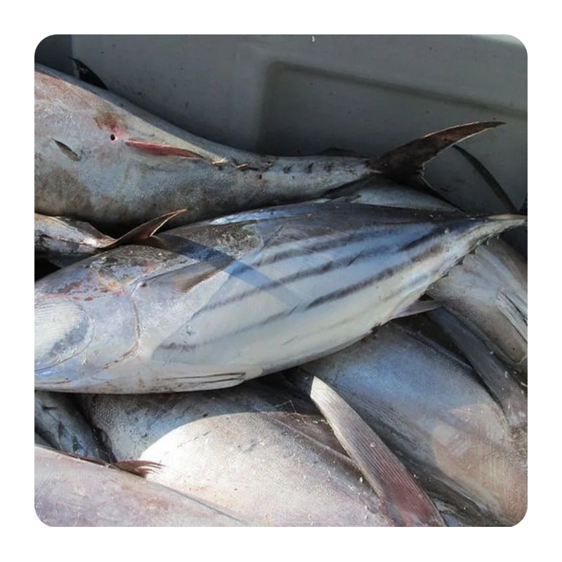 

ikan tongkol biasa 500gr