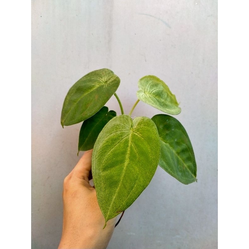 Syngonium Singonium Frosted Heart