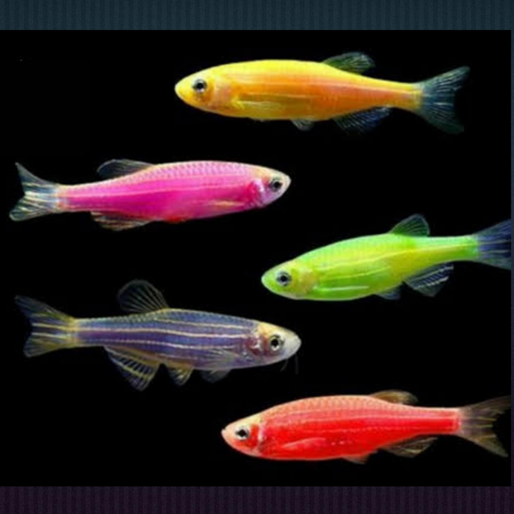 Zebra Danio Glow fish Ikan Hias GLOWFISH Aquarium Aquascape KHUSUS GOJEK