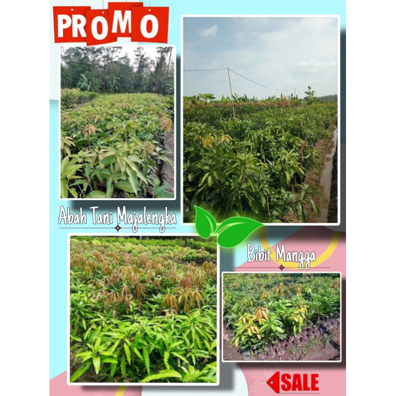 VARIASI JENIS MANGGA. Bibit Mangga Kiojay , Harum manis ,Gedong Gincu ,Cengkir ,Mahatir jumbo