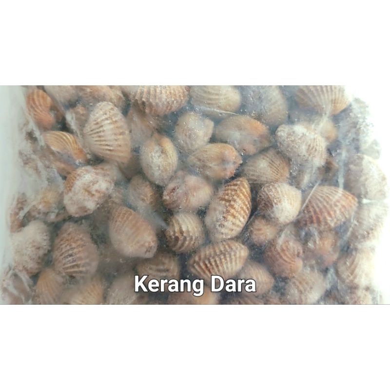 

Kerang Dara 1 kg