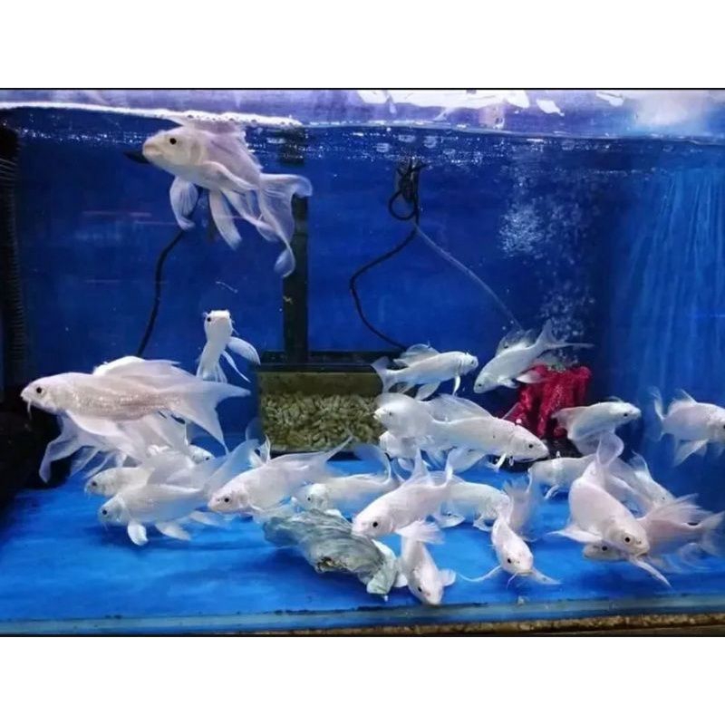 promo koi platinum slayer 1 pasang buntut gondrong SZ 12-14