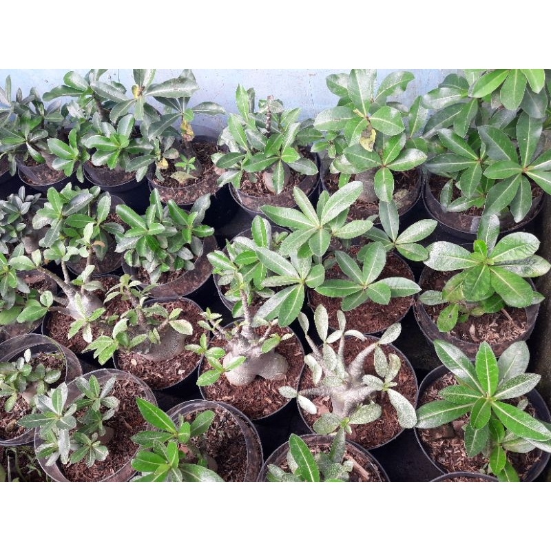 adenium arabicum serian godji
