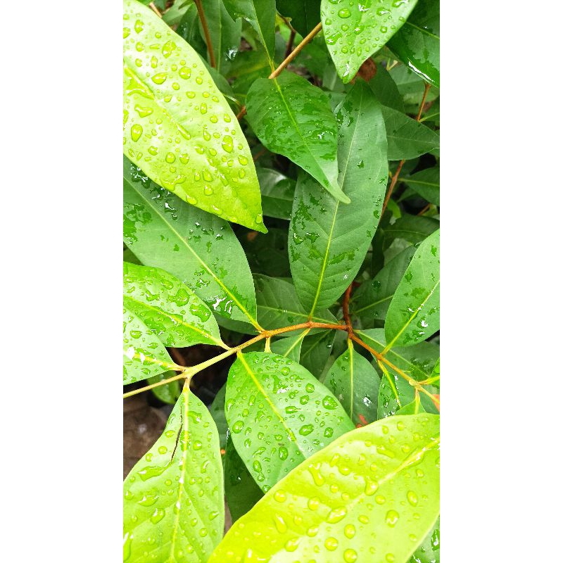 

Daun Salam Segar Sebagai Pelengkap Bumbu Masakan