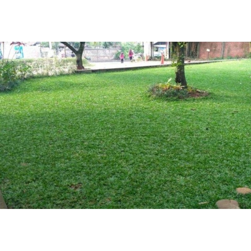 Rumput Gajah Mini/Bibit Rumput Gajah Mini