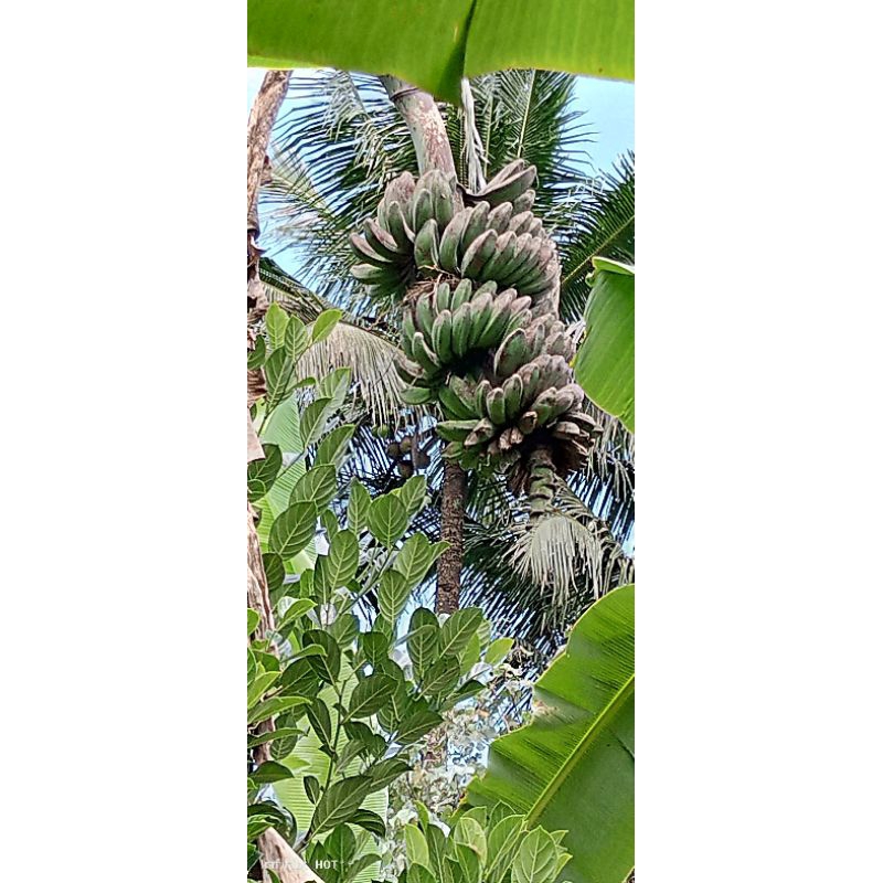 

pisang kepok satu kilo