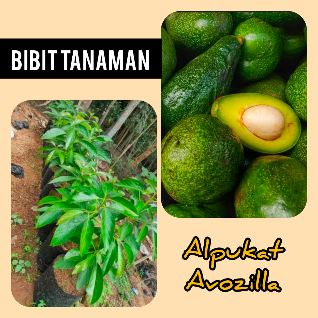 Bibit Alpukat Avozilla / Avozila