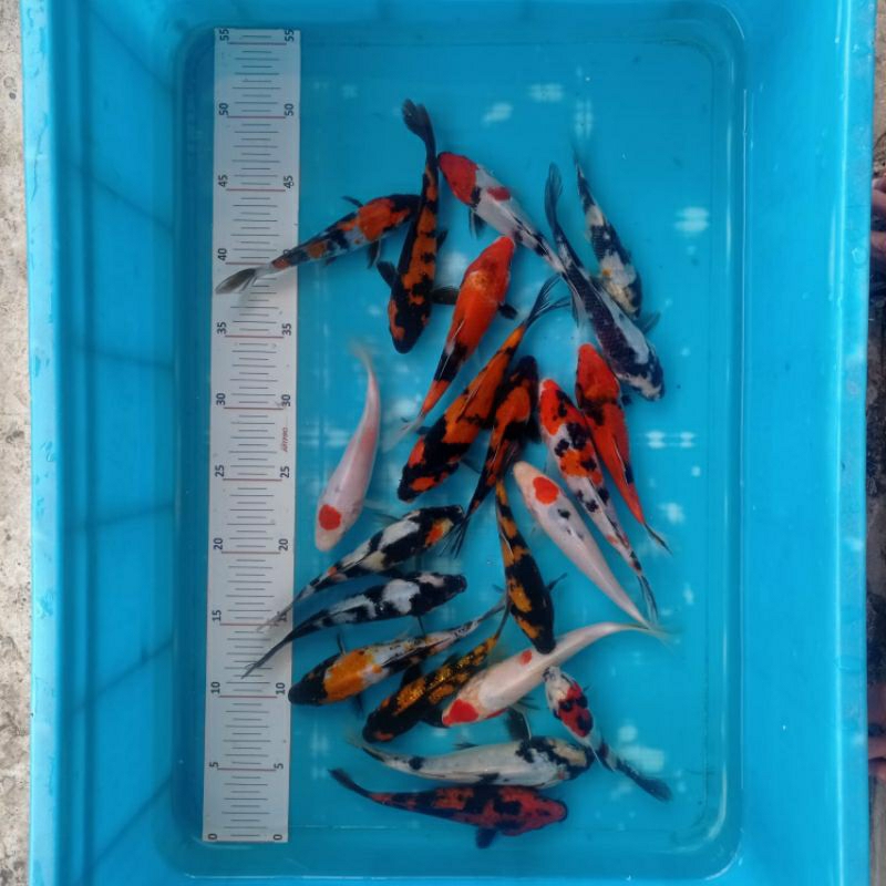 KOI IMPORT X BLITAR UKURAN 10cm