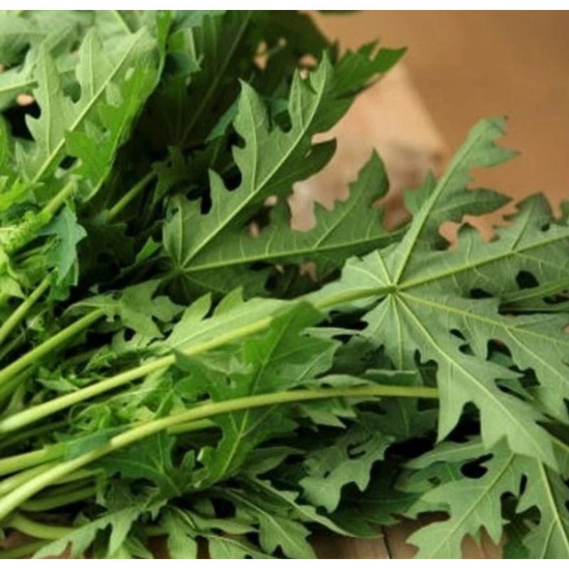 

daun pepaya segar 1 ikat