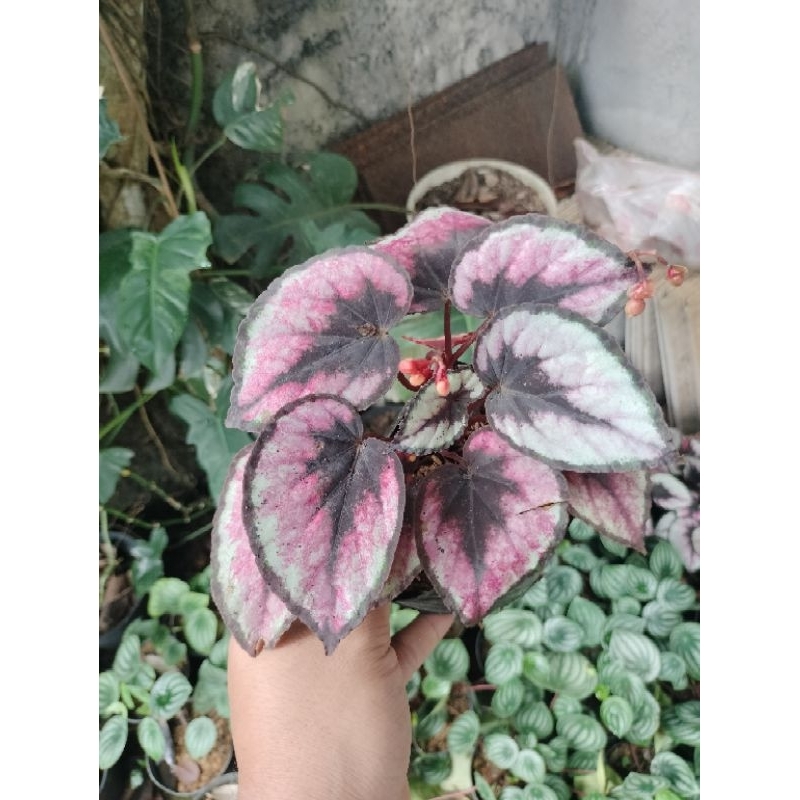 TANAMAN HIAS BEGONIA REX PINK