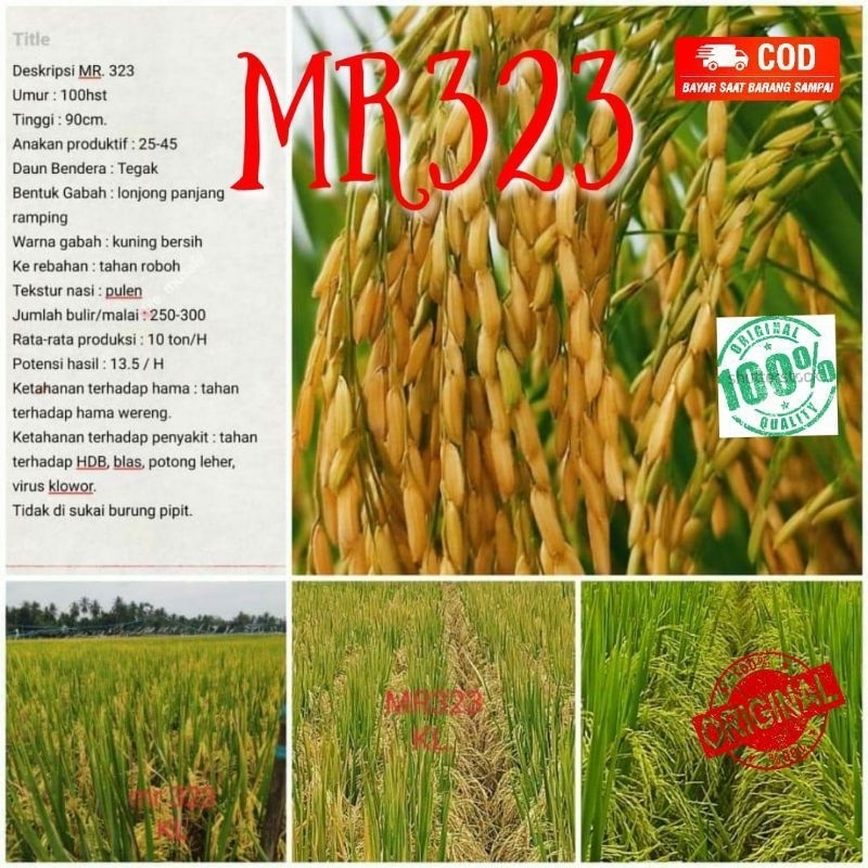 bibit padi MR 323 berkualitas kemasan 5kg