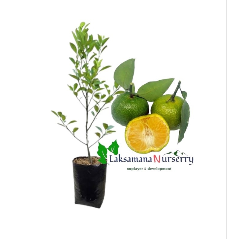 JERUK SANTANG MADU HIJAU DEWASA ORIGINAL